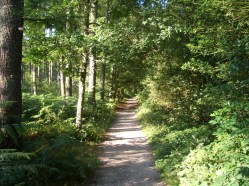 Un sendero saliendo de Roncesvalles